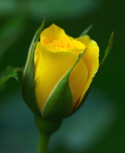 yellow_rosebud